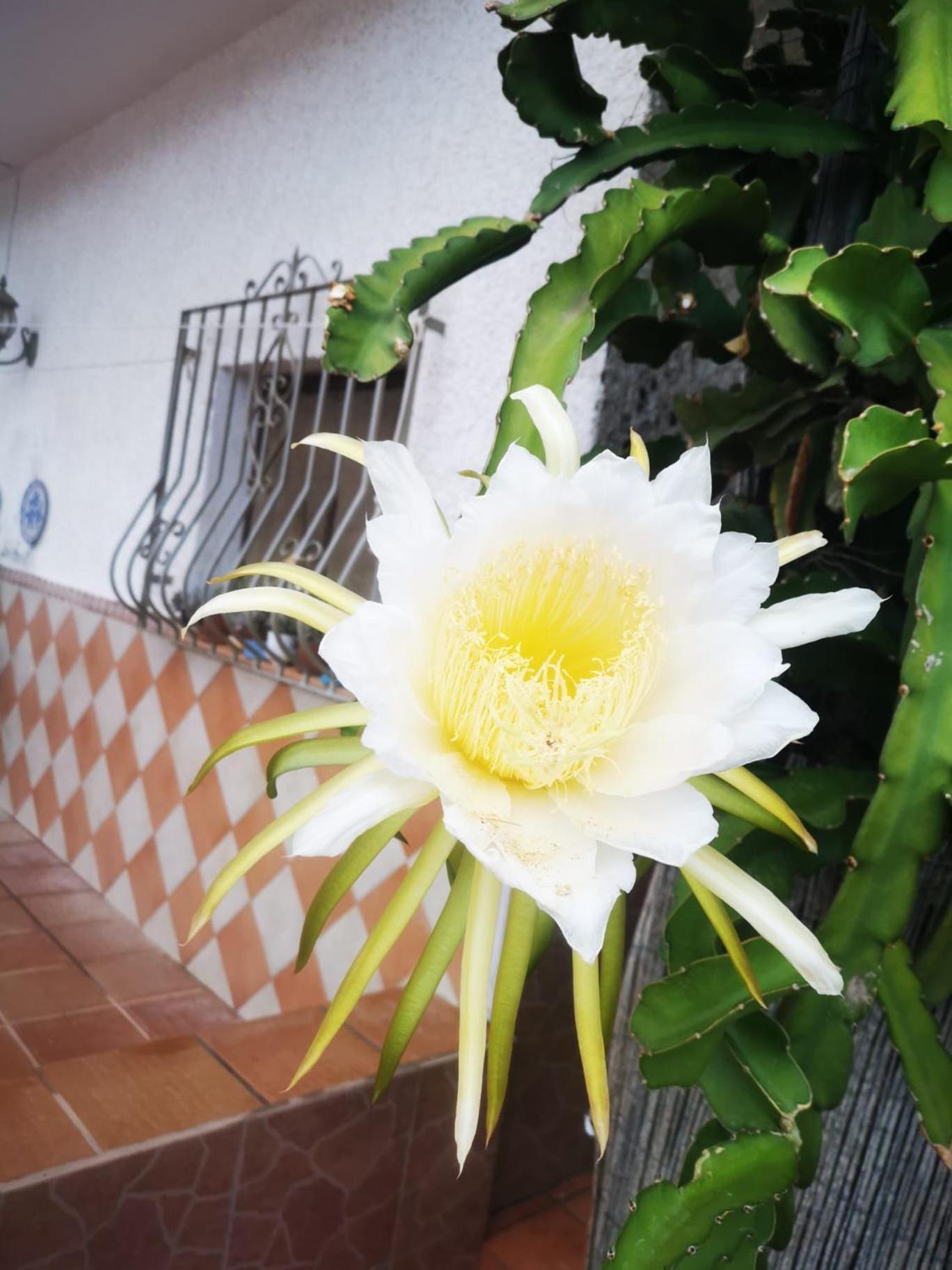 Апартаменты Vivienda Rural En Cabo De Gata Эль-Посо-де-лос-Фрайлес Экстерьер фото